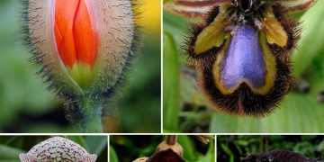 Revealing Nature’s Unique Splendors: Exploring the Eccentric and Extraordinary Realm of Unconventional Blossoms