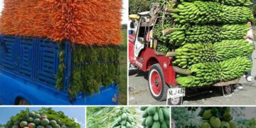 Bountiful Bliss: The Spectacular Worldwide Abundance of Fruit-bearing Trees