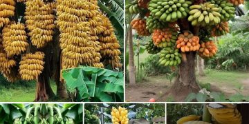 Unveiling the Enigmatic Charms of the Hauntingly Beautiful Banana Tree