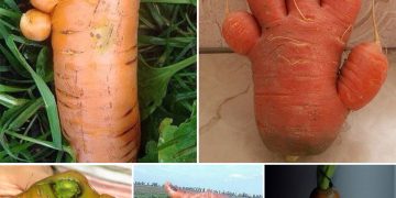 Nature’s Whimsy: Delightful and Charming Mutant Carrots with Playful Shapes