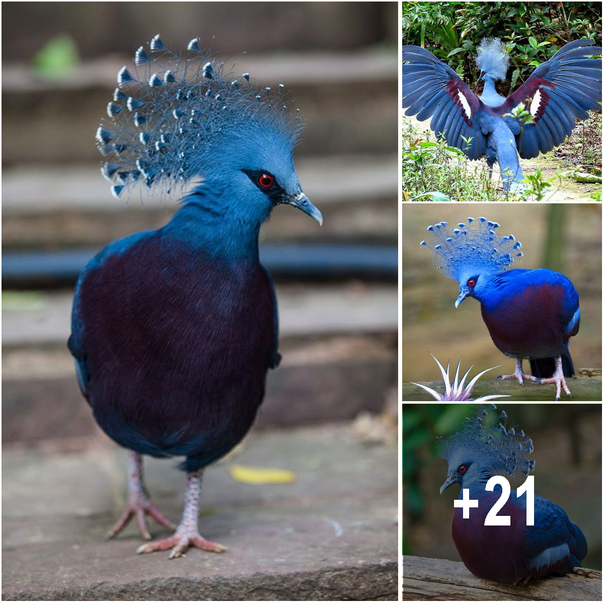 Covered In Astonishing Blue Shades, The Crowned Pigeons Are The Largest Pigeons That Ever Spotted In The Wild