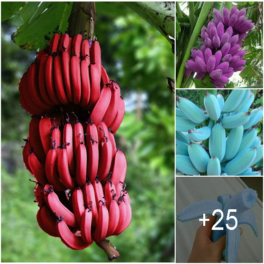 Discover the Intriguing World of Forest Bananas with Unusual Shapes and Colors