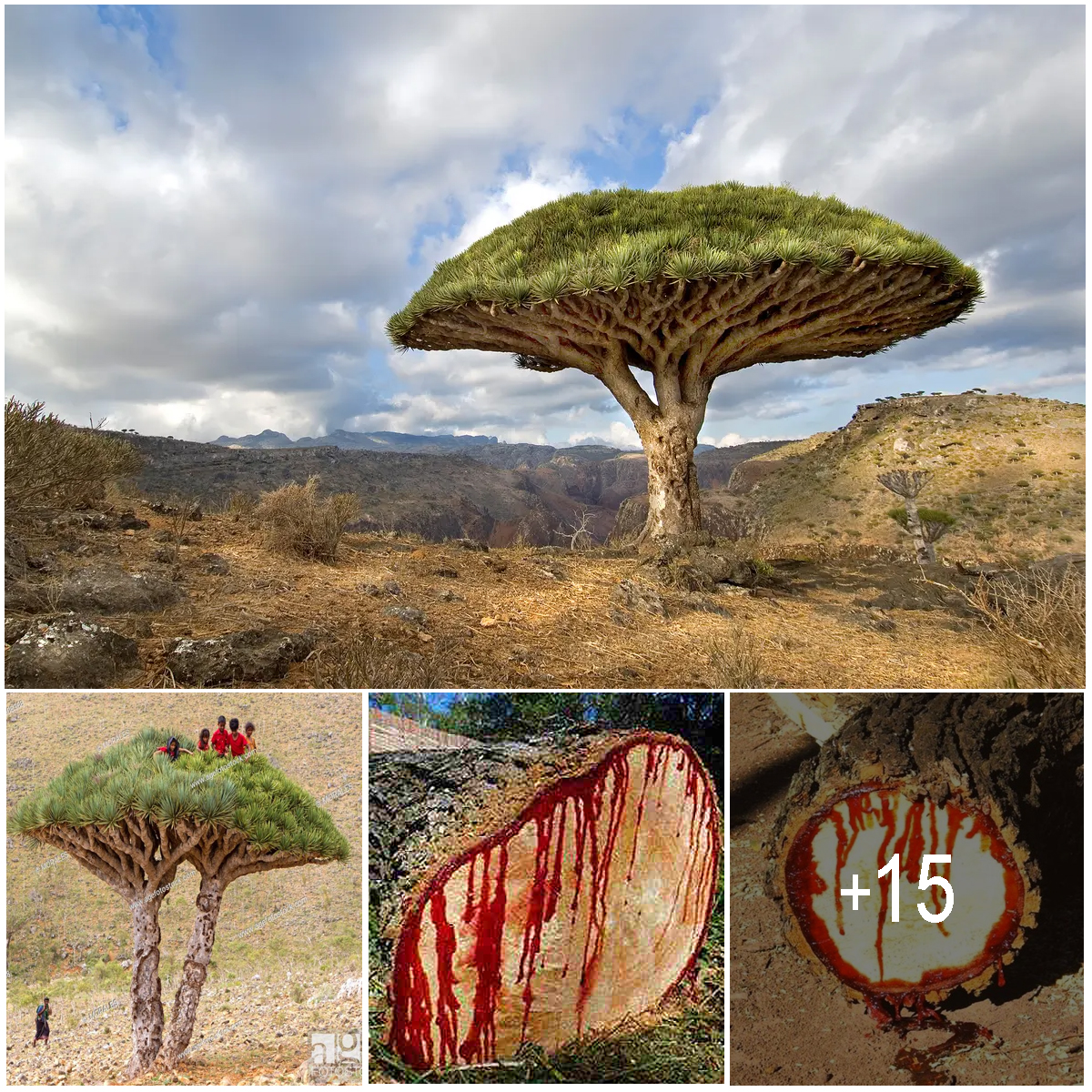 Dragon Blood Tree: These centuries-old trees ‘bleed’