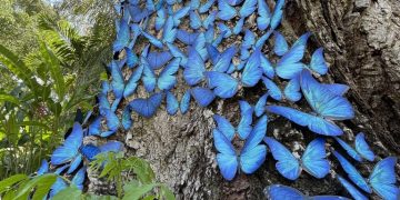 Behold the awe-inspiring mutant butterfly that entices its mate with an enchanting 48-hour glow and the ability to change colors at whim, a marvel of nature’s brilliance