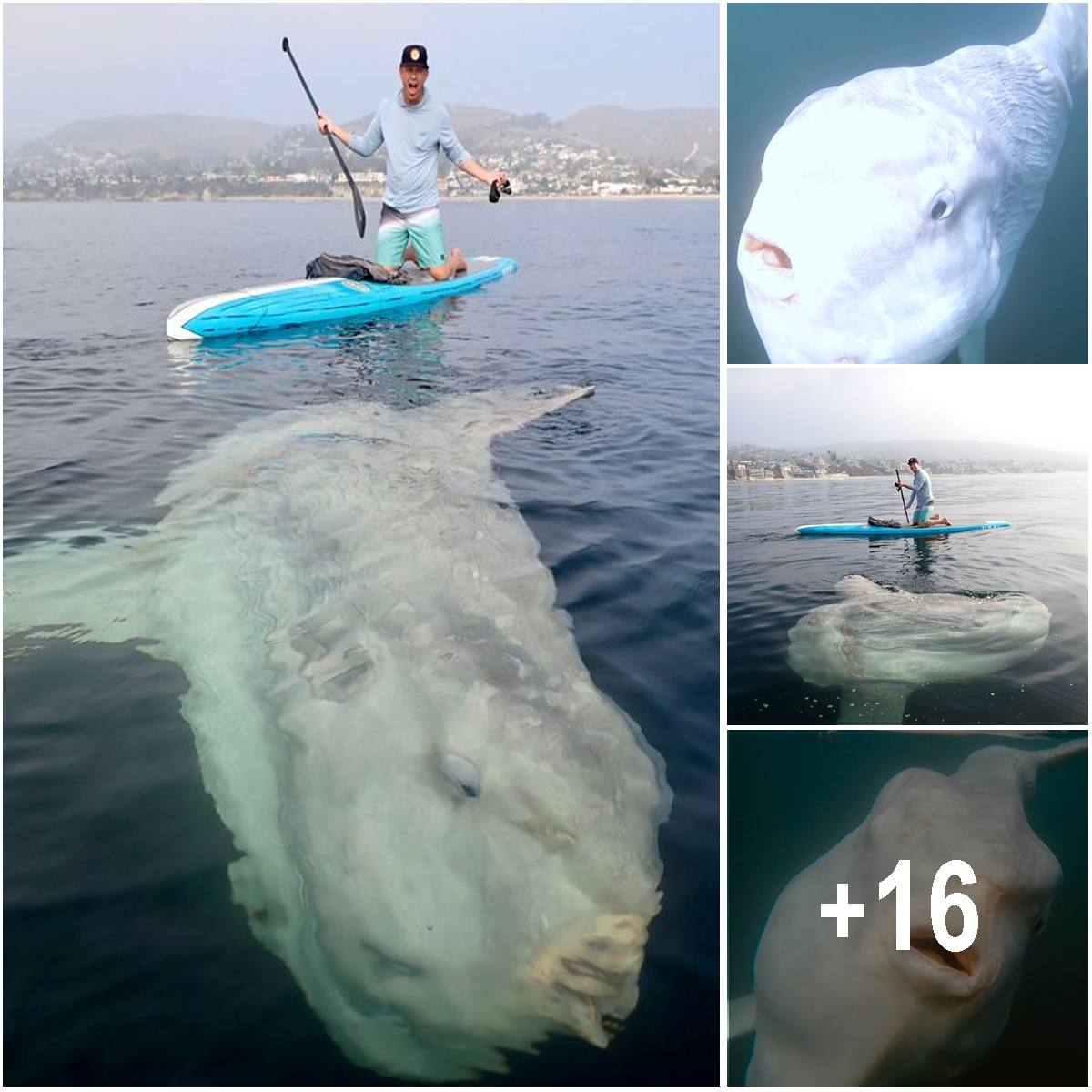 ‘Extremely rare’ sunfish found off Sydney’s Northern Beaches