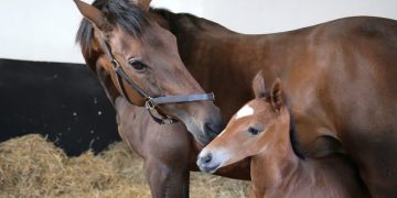 Don’t cry anymore! A heartbroken mother horse hugs and kisses her deceased child for the last time after adopting another foal