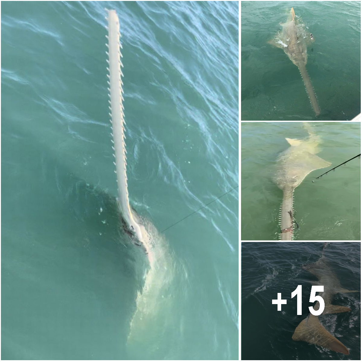 Fishermen scream as 15ft sea monster emerges from water after latching onto bait