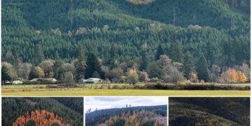 Giant Smiley Face on Oregon Hillside Is Made Up of Trees