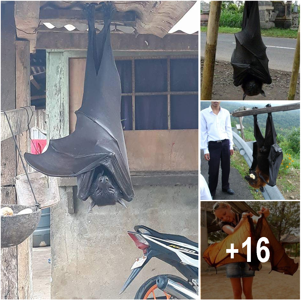 Human-sized bats are real and they love eating fruits