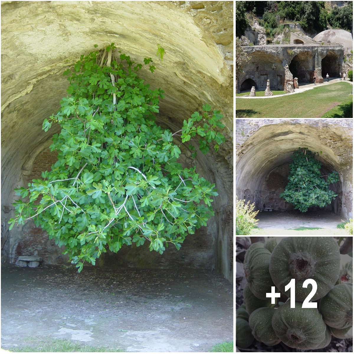 I don’t be-leaf it! The bizarre fig tree that’s growing upside-down in the ruins of an ancient Roman town… and can still bear fruit