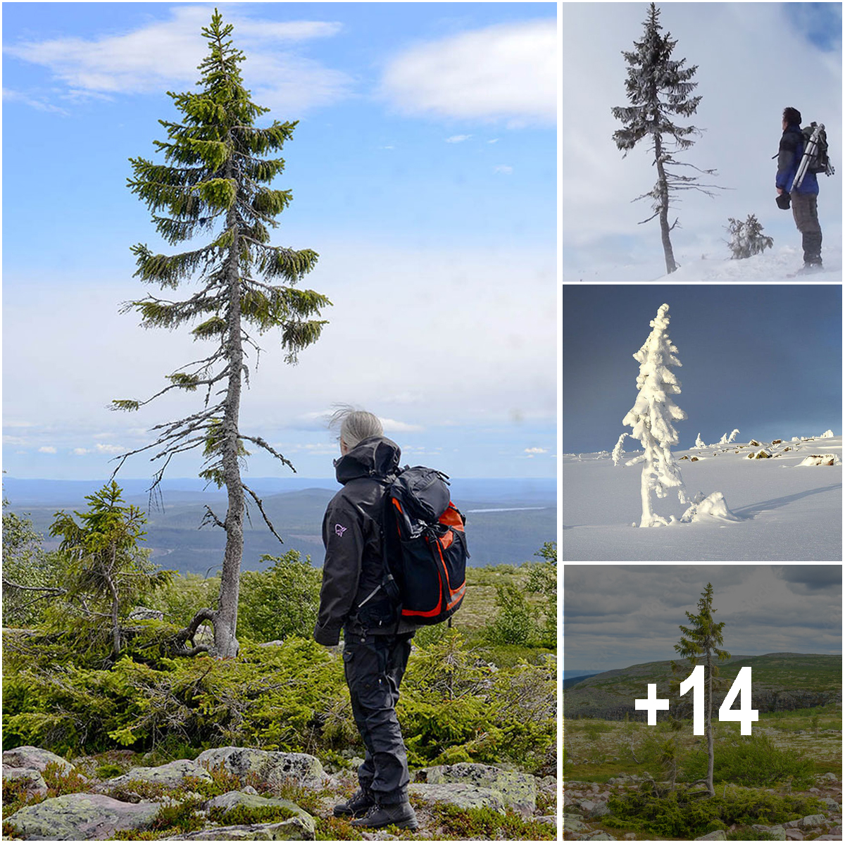 It may not be much to look at but at 9,000 years old, this is the world’s oldest tree