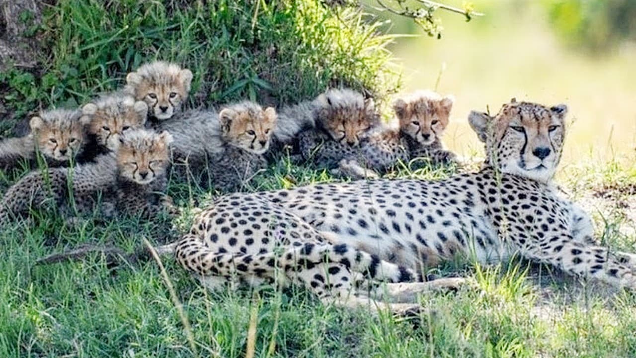 A female cheetah named Siligi has welcomed her third litter, which consists of seven cubs