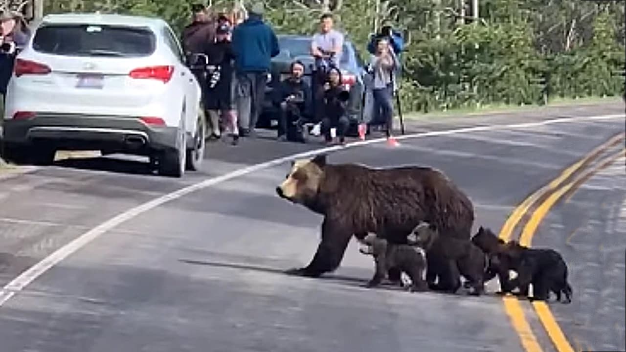 Drivers pause to assist a mother bear attempting to guide her cubs