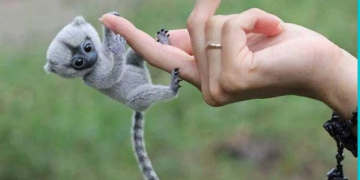 Finger Monkeys: The World’s Tiniest and Most Adorable Primates