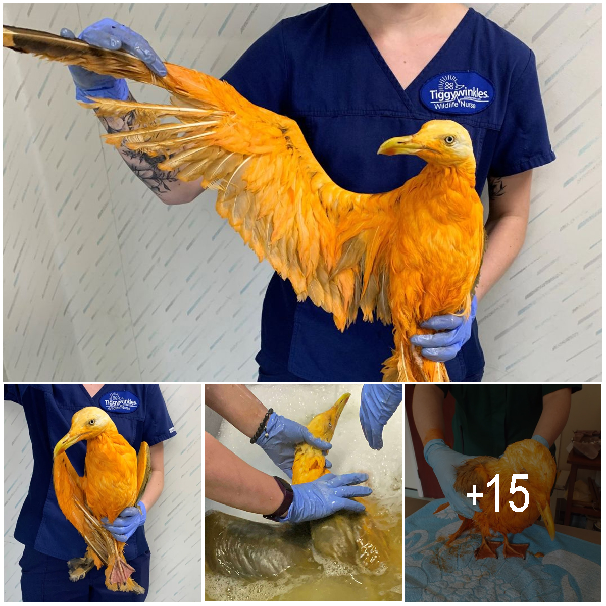 People Rescue ‘Exotic’ Bird That Couldn’t Fly, Turns Out It’s A Seagull Covered In Curry