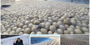 Rare and Breathtaking: Thousands of ‘Ice Eggs’ Discovered on Finnish Beach