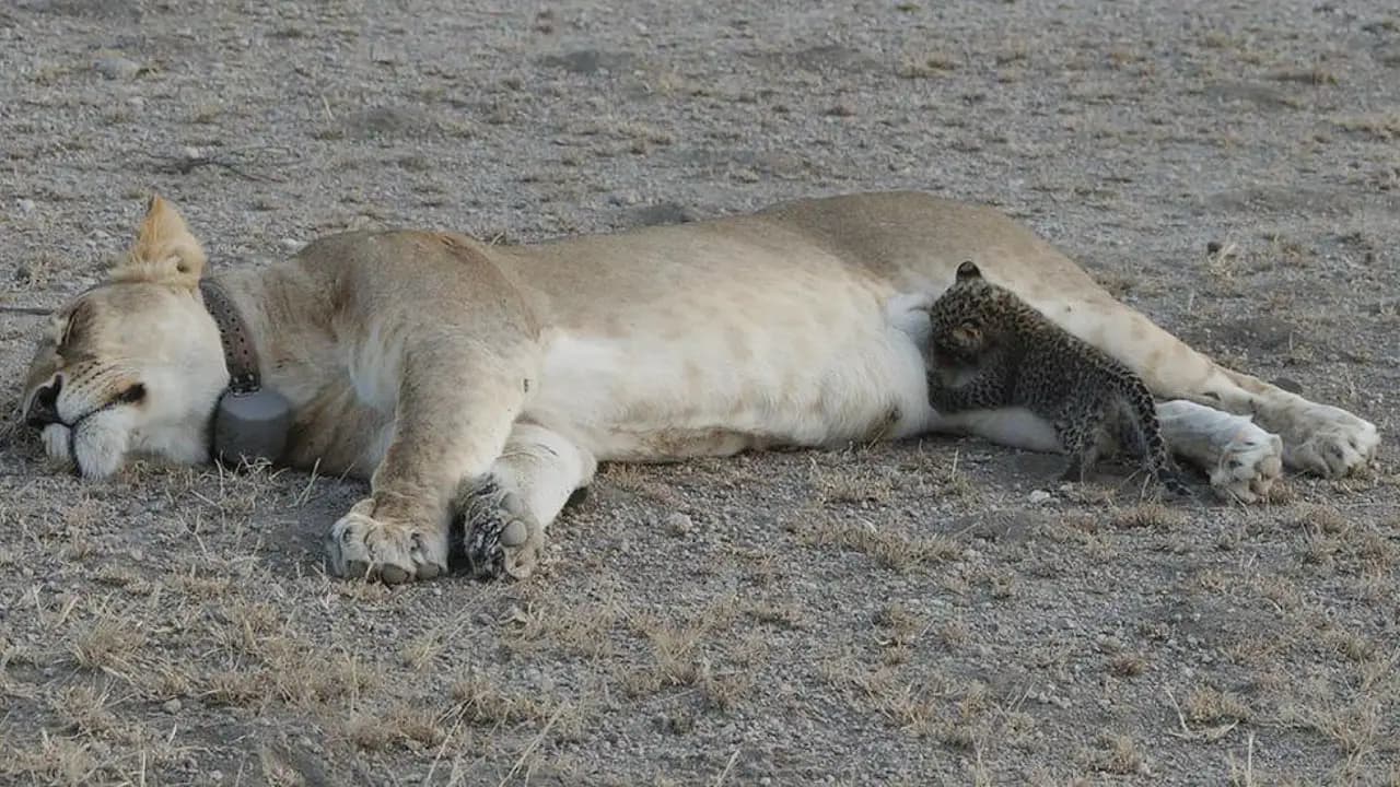 Lioness Nurtures Leopard Cub, and the Outcome Astonished Experts