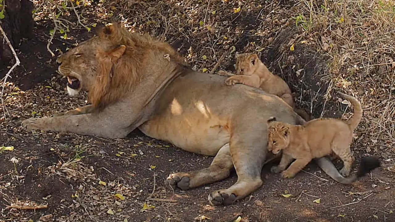 Adorable little lion cubs are seeking their daddy’s attention—so precious!