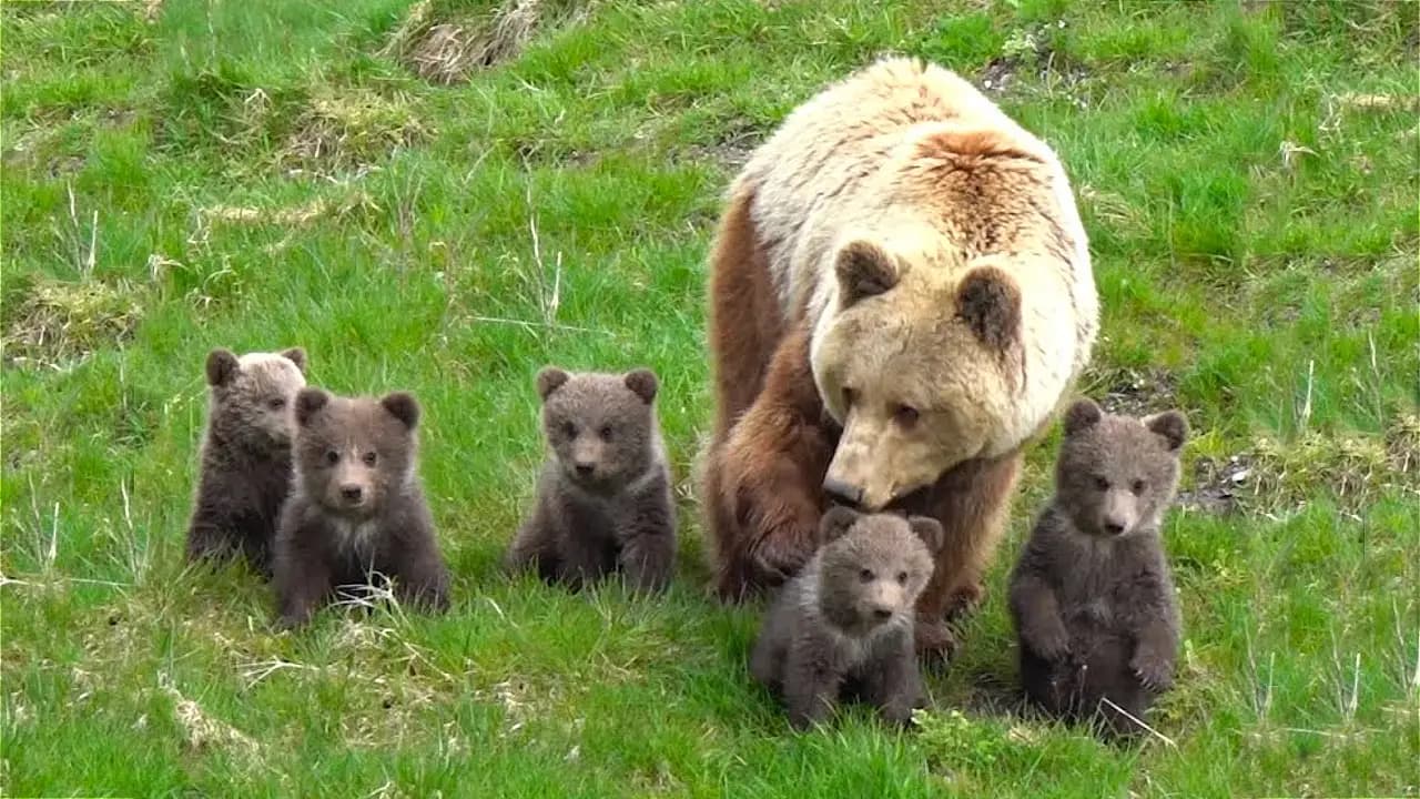 Five bear cubs, just three months old, step outside their den for the very first time—so adorable!