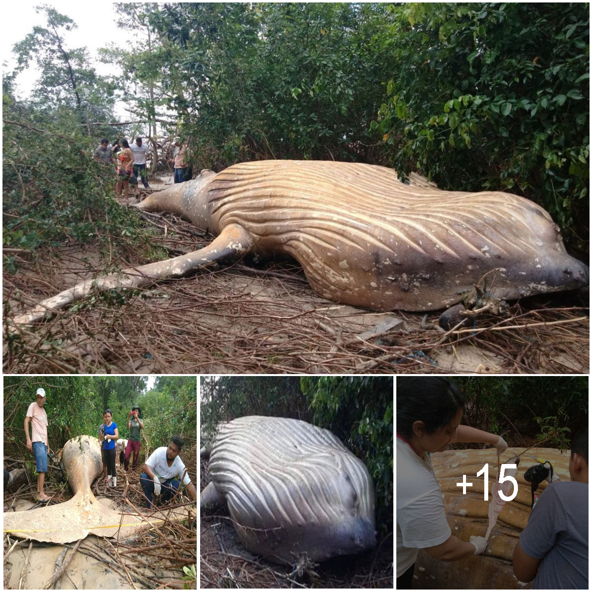 Scientists are perplexed after a 10-ton whale was discovered in the Amazon Rainforest