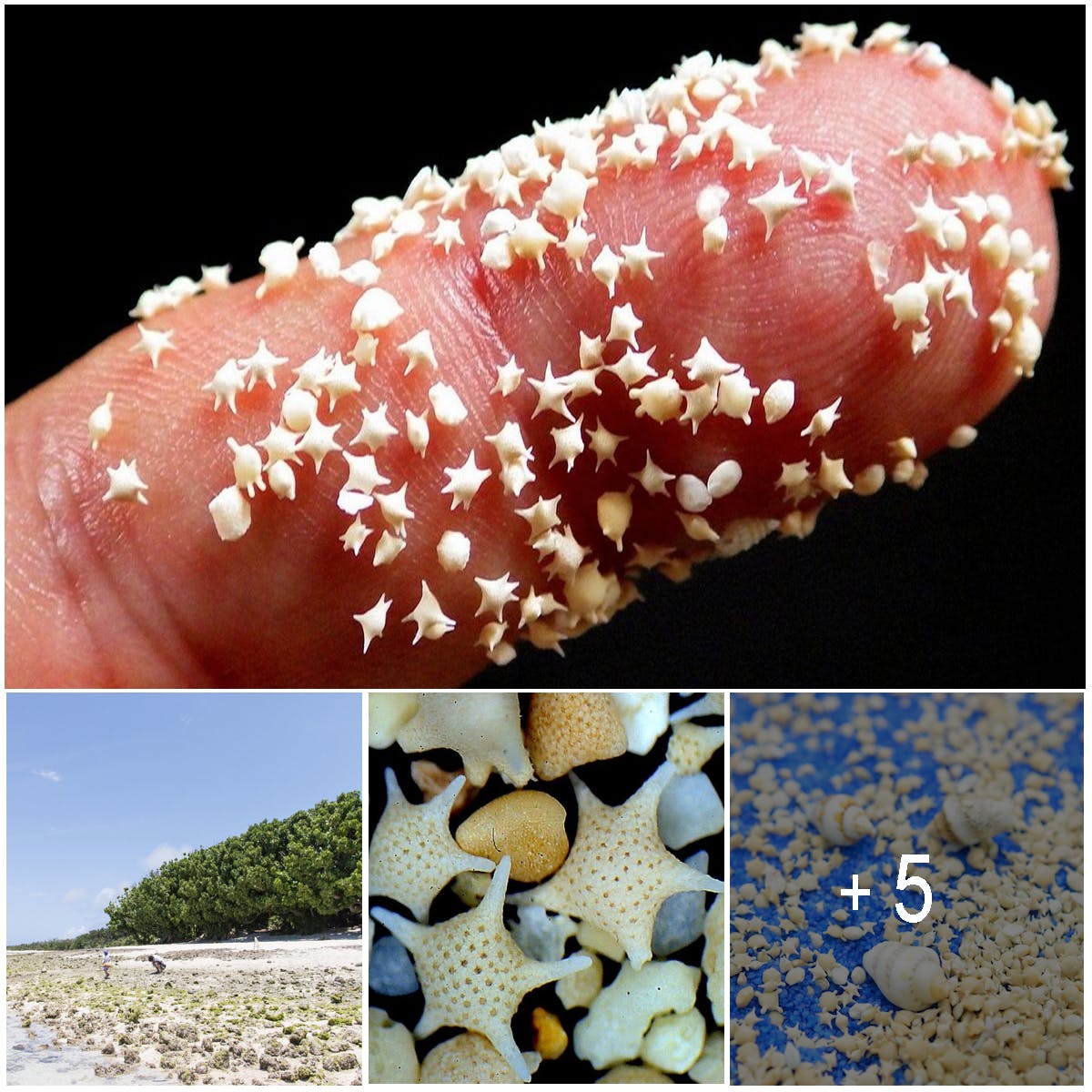 Some Beaches in Japan Have Star-Shaped Sand Found Nowhere Else in the World