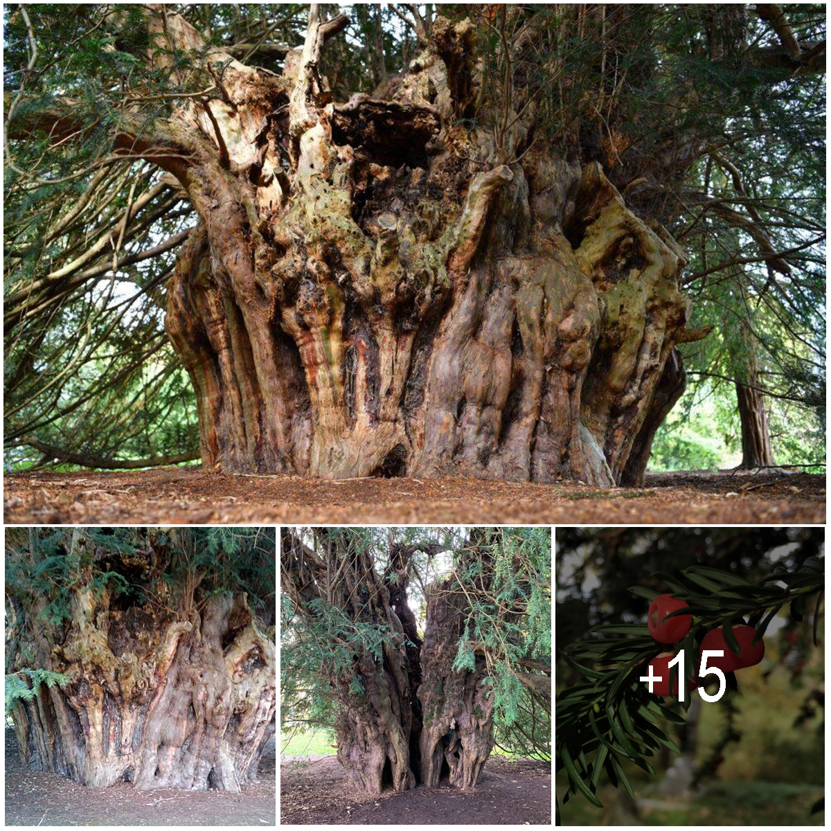 The Ankerwycke yew is believed to be the oldest tree, having survived for 2,500 years.