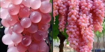 The Pink Koshu Grapes of Japan