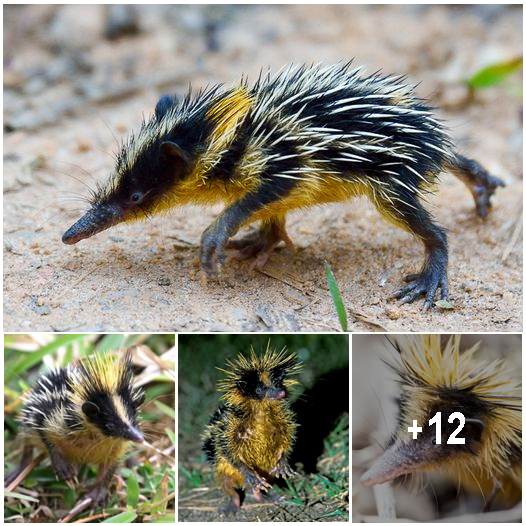 The Secret Life of the Streaked Tenrec, Madagascar’s Striped and Spiky Wonder