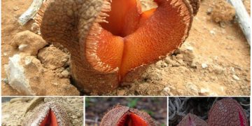 The Strange and Fascinating Hydnora Africana: A Parasitic Plant with an Unusual Appearance and Scent