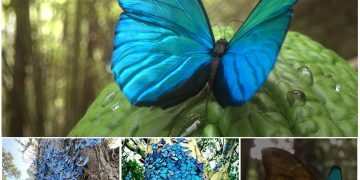 The Wondrous Mutant Butterfly That Can Change Colors at Will and Glows Continuously for 48 Hours to Attract a Mate