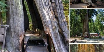 The base of this massive, more than two-thousand-year-old redwood tree has a hole big enough for a car to fit through.