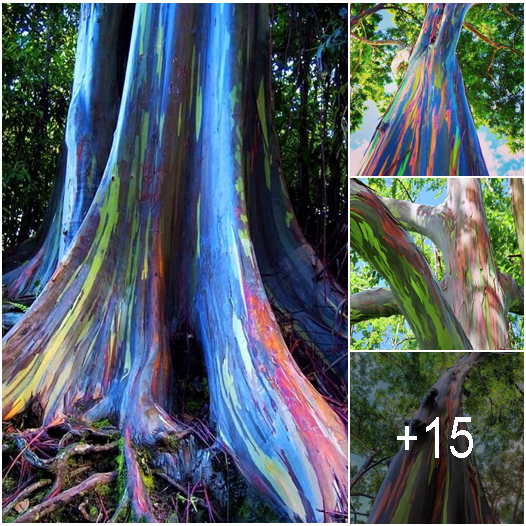 The stunning and vibrant rainbow eucalyptus tree: a masterpiece of nature.