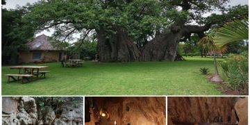 There’s Actually A Bar Carved Out Inside This 6000-Year-Old Tree