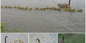 This Goose Mother Is Taking Care Of 47 Goslings Along With Her Partner