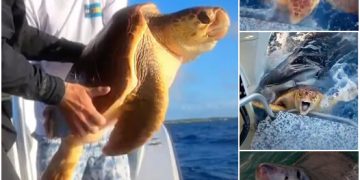 Tiger shark eating turtle alive has feast snatched from jaws by hero fishermen