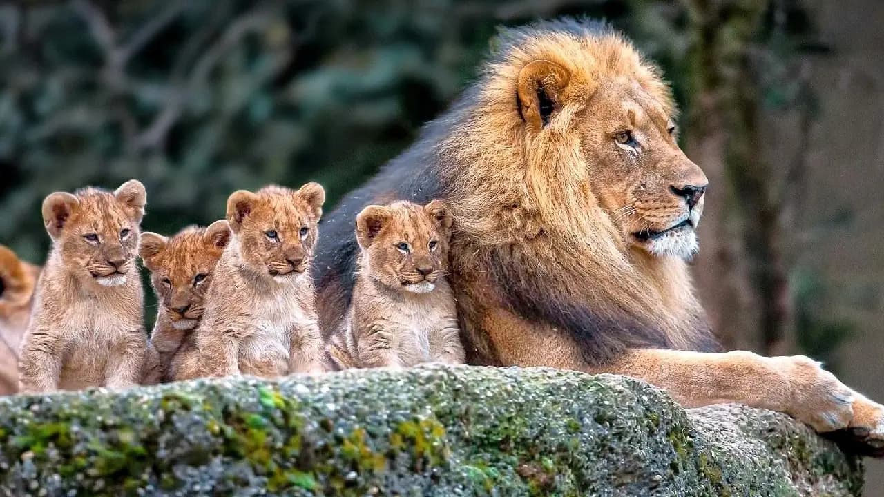 Lion cubs encounter their father