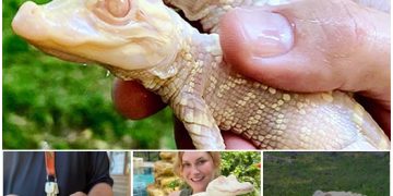 Two Albino Alligator Babies Were Born At ‘Wild Florida Zoo’ In Florida And They Look So Adorable