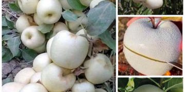 Unique white apple variety with great uses grows on top of a mountain in Australia