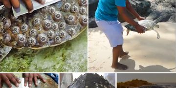 Dedicated Man Devotes Himself to Rescuing Local Sea Turtles from Their Plight