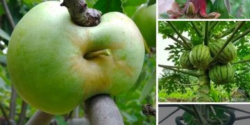 21 The cute appearance of the fruit on this tree makes your eyes want to look twice