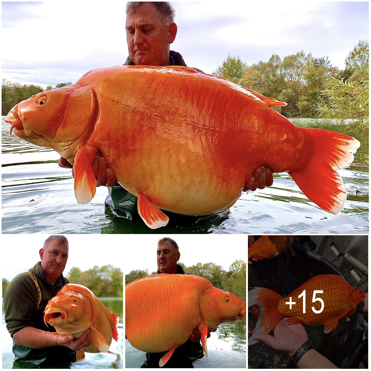 Why You Shouldn’t Dump Your Pets: The recently caught record-breaking giant goldfish weighs up to 50kg.