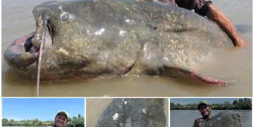 World record 9ft 4¼in fish is caught in Italian river after a 43-minute struggle