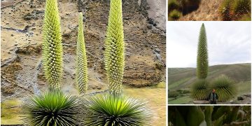 World’s Largest Bromeliad, ‘Queen of the Andes’, Blooms Only Once in a Century