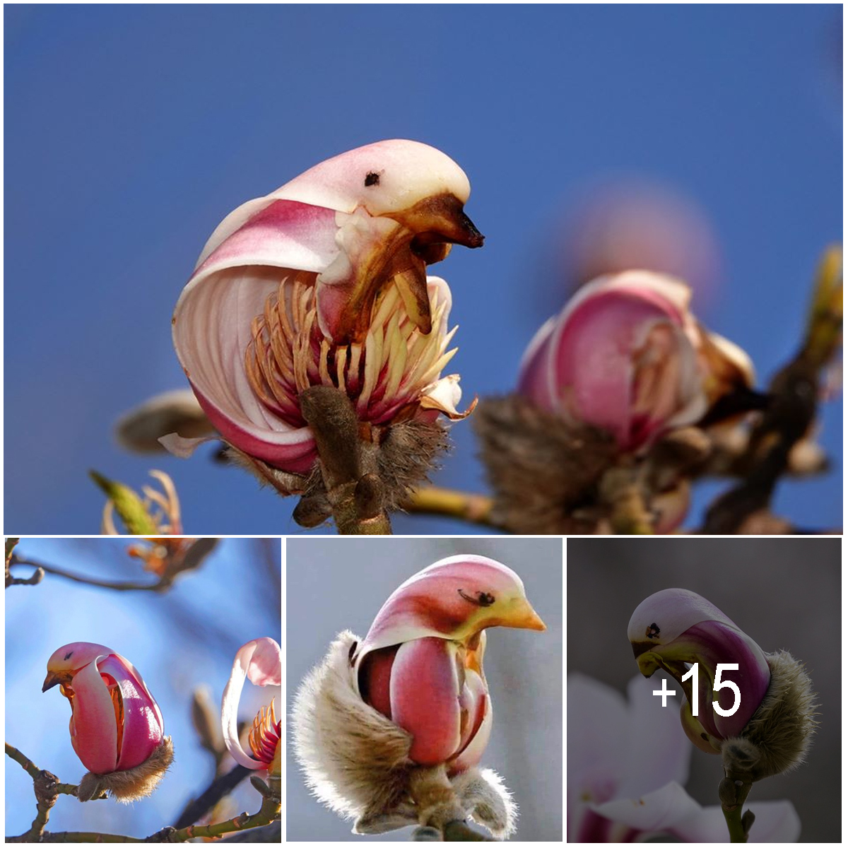 Yulan Magnolias Look So Much Like Birds You Won’t Believe They’re Flowers