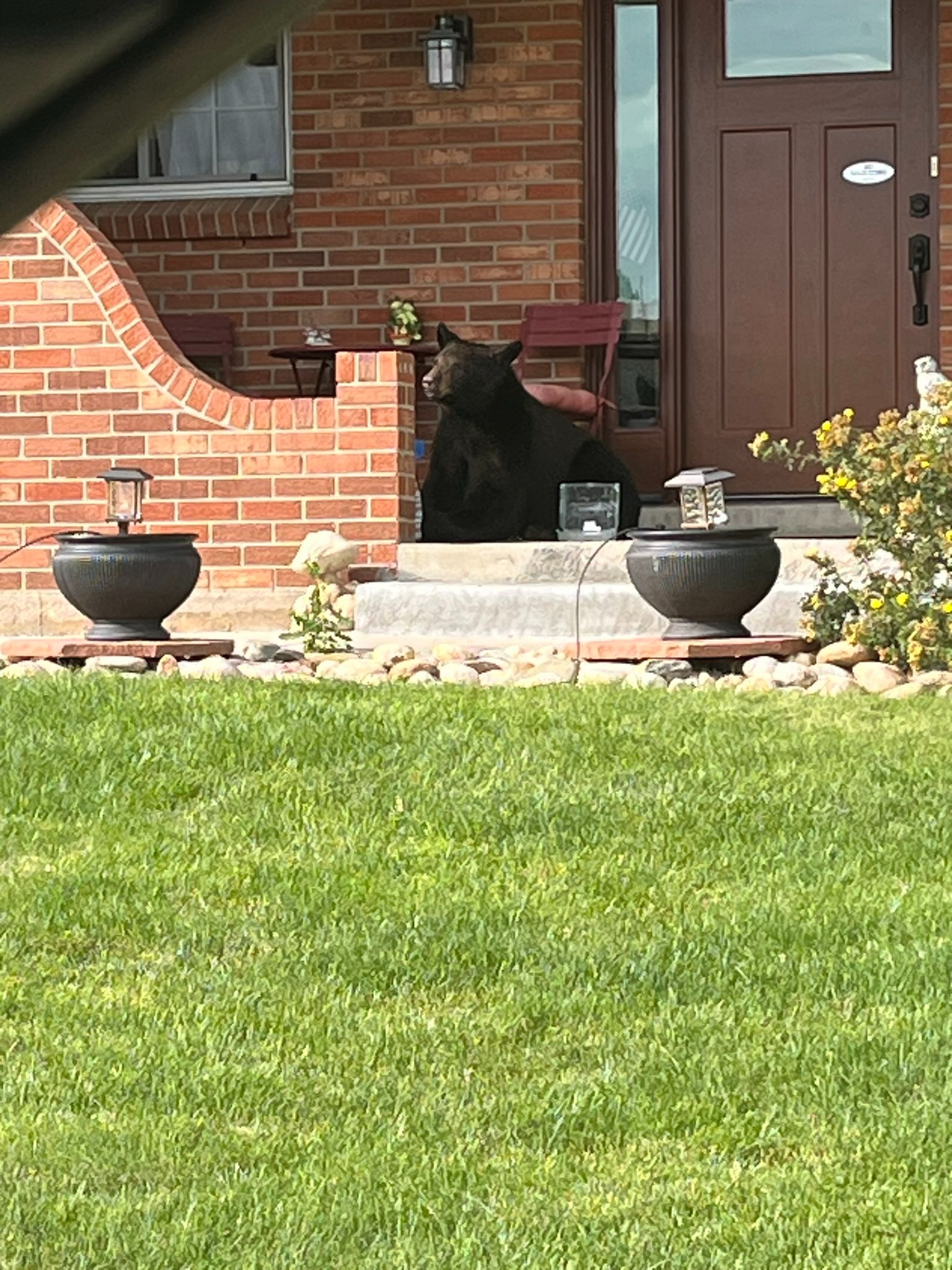 a bear lying on the porch