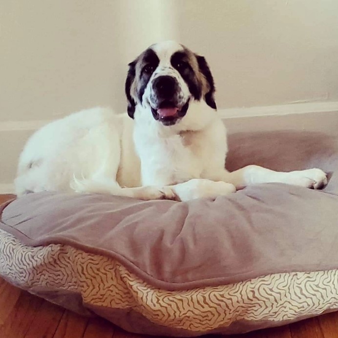 a beautiful dog is lying on a pillow