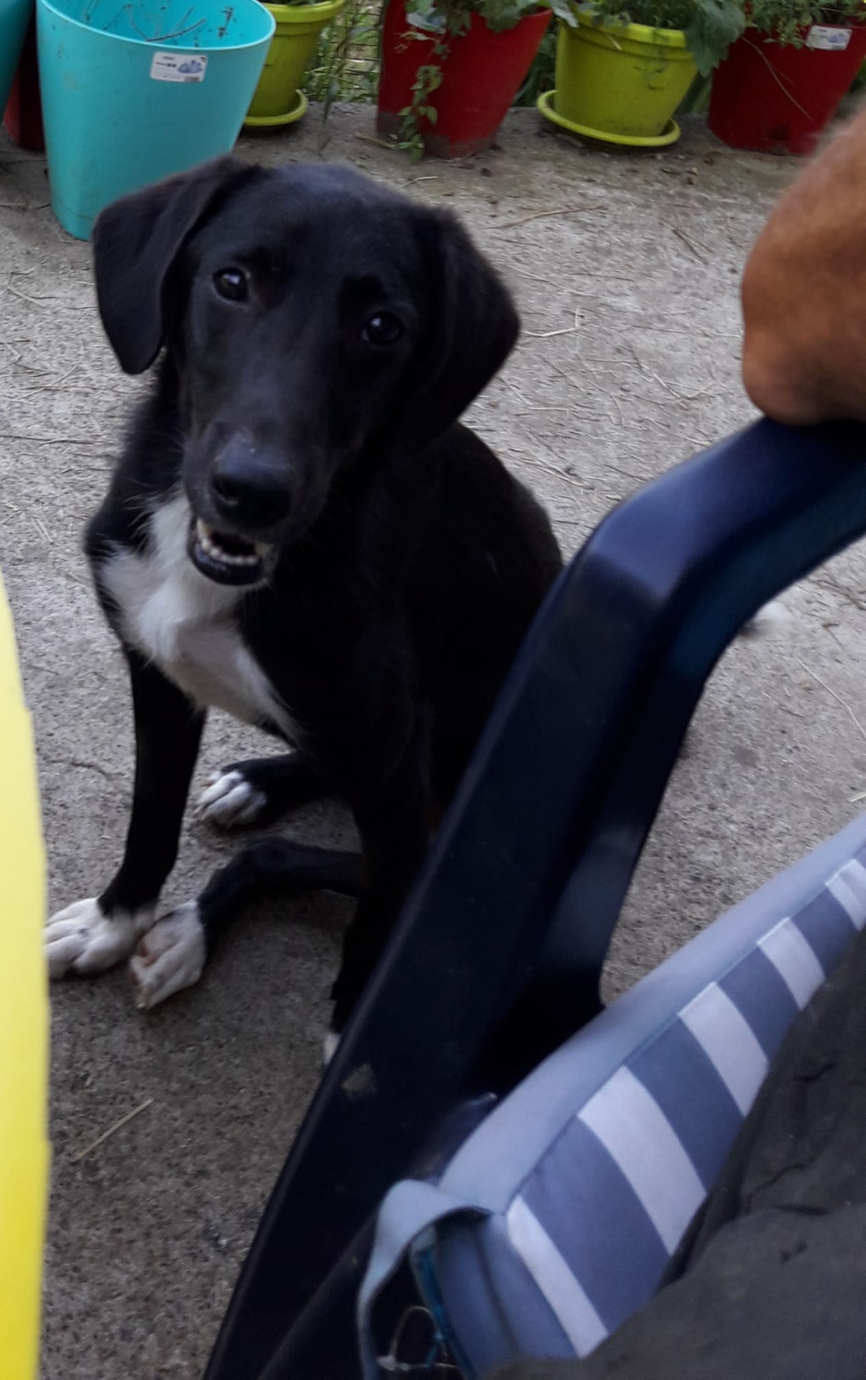 a beautiful dog sits next to its owner and looks at the camera