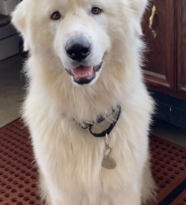 a beautiful white dog is sitting and looking at the camera