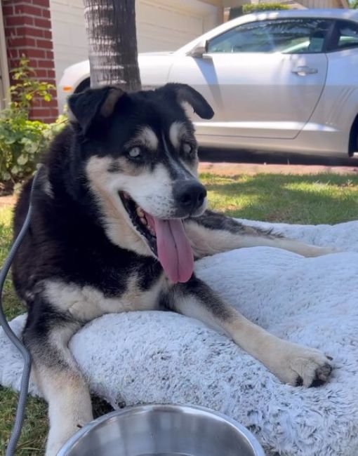 a blind dog is lying on a pillow in the garden