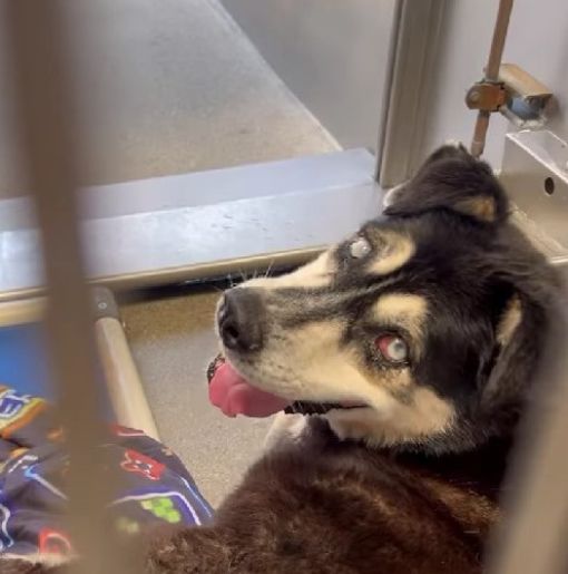 a blind dog lies by the window